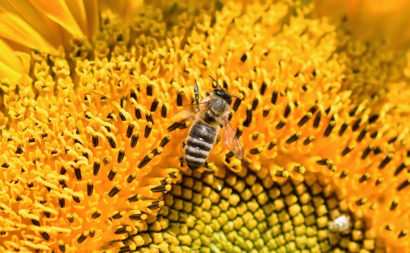 New agricultural methods increase bee populations and yields for farmers