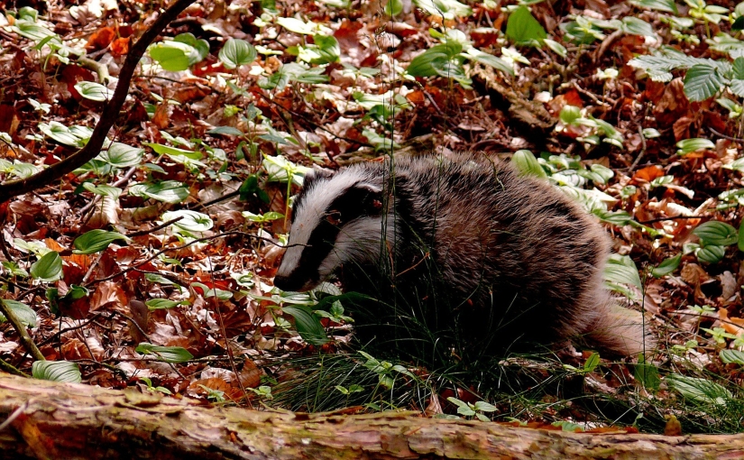 Governmental cherry-picking: over 32,000 badgers killed in annual cull
